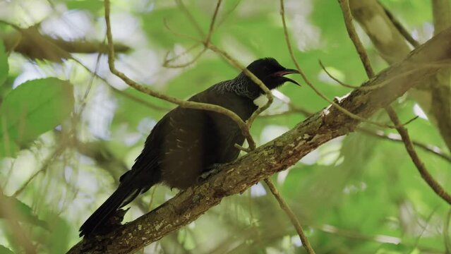 New Zealand Native Bird, The Tui. TiriTiri Matangi Island, Auckland.
