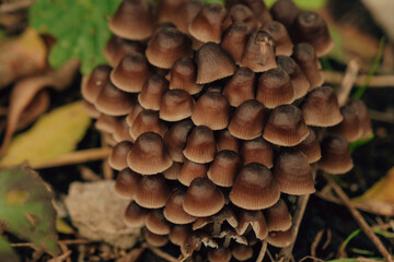 Beautiful closeup of forest mushrooms.