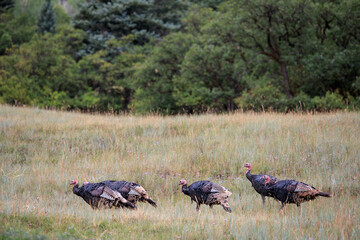 Wild turkeys in Colorado's San Juan National Forest.
