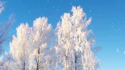 Majestic white trees during snowfall in winter season, orbit view