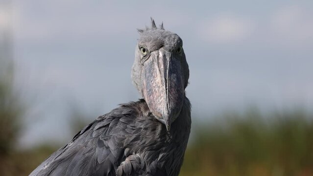 Shoebill bird staring in slow motion in Uganda, Africa.