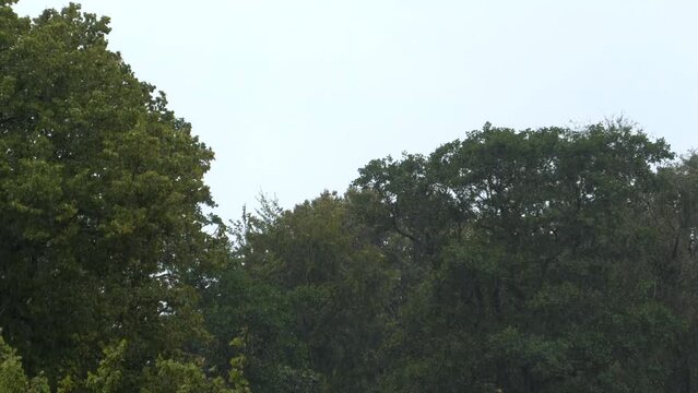 Trees in rain and wind