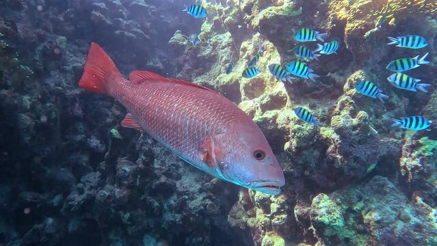 Red snapper stays still for a close up shot in the Red Sea.