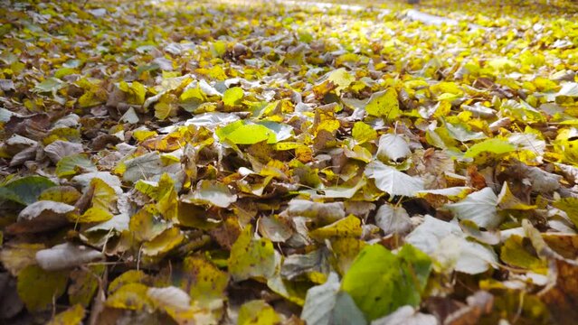 Carpet of autumn fallen multi colored leaves on path in sunny park close up. Fast, steady low flying camera motion over yellow dry leaves strewn on ground, no people. Sunspots appear and disappear.