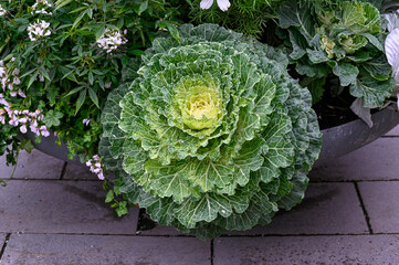 Big flower pot with ornamental cabbage and other