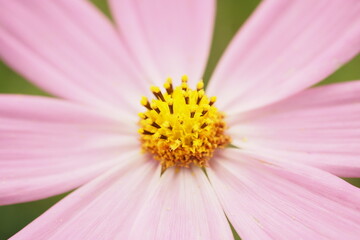 Obraz premium コスモスの花, Cosmos