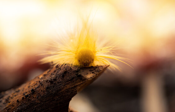 Yellow tussock moth, yellow worm, Yellow furry caterpillar