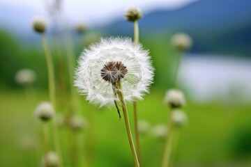dandelion seed head dispersal with a blurred background