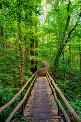 Cover page with a wooden footbridge and woodland ttail in magical fairytale Summer deciduous and pine forest, Germany, at warm sunset evening