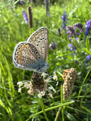 Schmetterling Bläuling auf einer Wiese