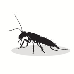 Earwig silhouettes and icons. Black flat color simple elegant Earwig animal vector and illustration.