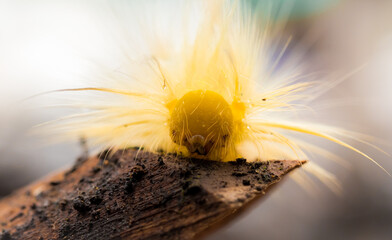 Yellow tussock moth, yellow worm, Yellow furry caterpillar