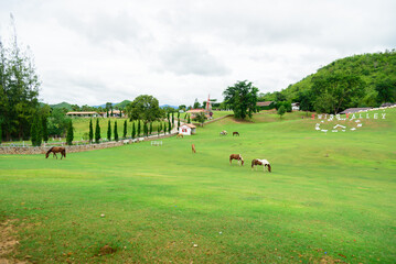 Horses on a farm