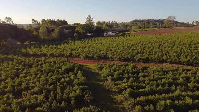 Aerial View of Crossroad in Yerba Mate Plantation, Traditional Drink of Argentina