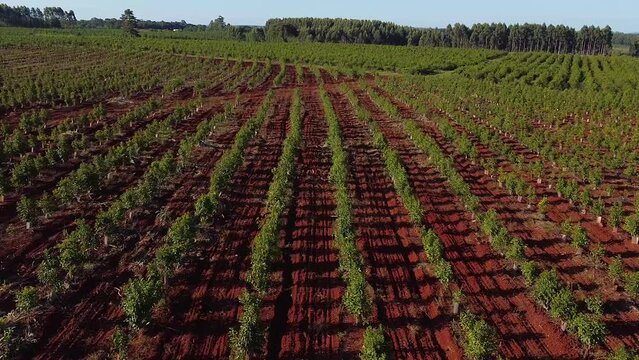 Aerial View of Young Yerba Mate Plantation on red soil, Traditional Drink of Argentina