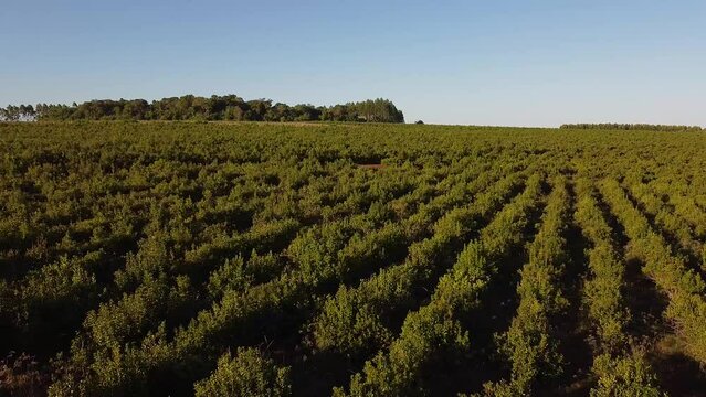 Aerial View of Ripe Yerba Mate Plantation, Traditional Drink of Argentina