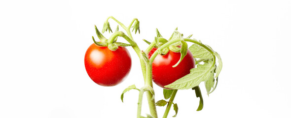 Tomato plant isolated on white background. Green seedling of fresh ripe red tomatoes, close up