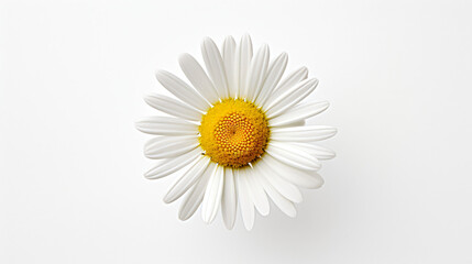 daisy on white