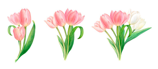 Watercolour drawing set of bouquets from beautiful pink and white tulip flowers on white background. Perfect for sticker, logo, napkin, textile printing