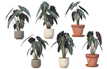 Potted ornamental plants on transparent background
