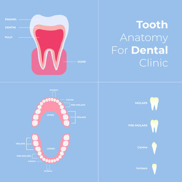 Adult teeth chart with white and silver teeth all dental anatomy and infographics editable vector 
