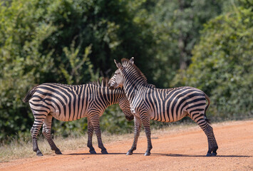 Two Zebras standing together in natural African habitat