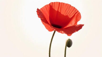red poppy isolated on white
