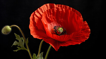 red poppy flower