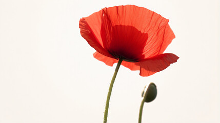 red poppy isolated on white
