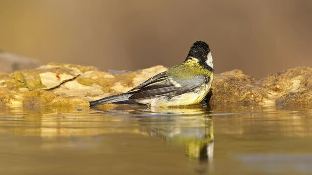 Bird Great tit bathing in a pond with beautiful water reflection at sunlight.