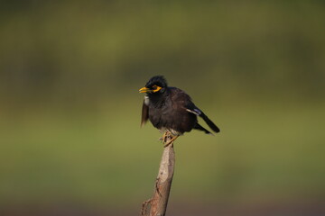 common myna