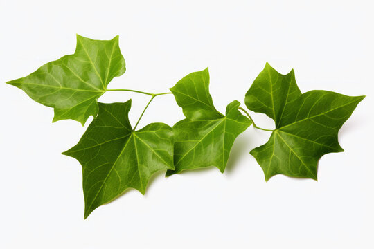 Ivy Leaf Images – Browse 222,295 Stock Photos, Vectors, and Video