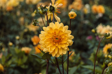Dahlia 'Orange Pekoe' in flower