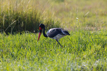 Saddle Billed Stork wading through the natural African habitat