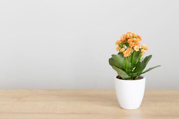 Kalanchoe in  white flower pot on  wooden shelf against  gray wall