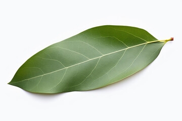 Refreshing Eucalyptus Leaf on a Clean White Background