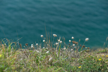 Pointe de la Varde à Saint-Malo - Flore sauvage