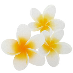 frangipani flower isolated on white