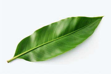 Vibrant Banana Leaf on a Clean White Background