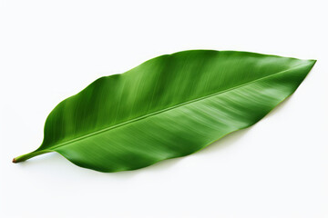 Obraz premium Vibrant Banana Leaf on a Clean White Background