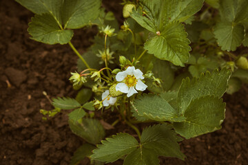 Blooming strawberry plant in the summer