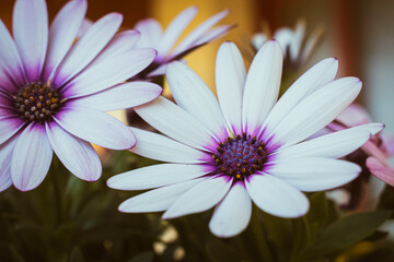 Close up of blooming white cape daisies in someone's balcony