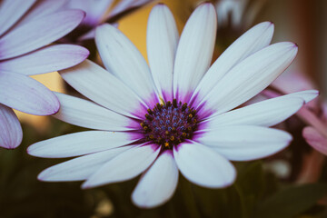 Close up of blooming white cape daisies in someone's balcony
