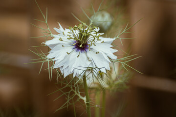 Close-up of white nigella damascena flower