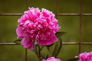 Blooming pink peonies