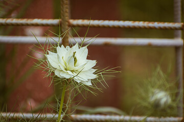 Close-up of white nigella damascena flower