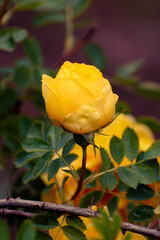 Delicate yellow colored rose blooming in the garden