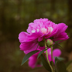 Blooming pink peonies