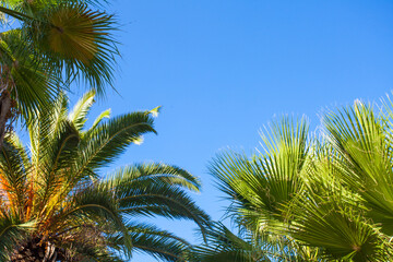 Fototapeta na wymiar palm trees against blue sky