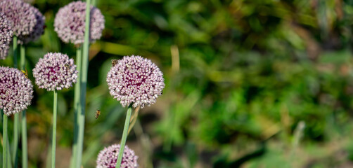 onion flower in the garden. Selective focus.
